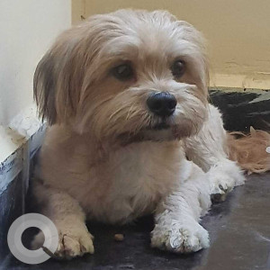 Found: Brown Male Shih Tzu Dog from Madhapur, Hyderabad
