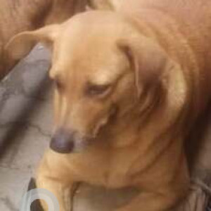 Missing: Brown Female Indie Dog from Sunday Market khora colony, Hanuman Mandir,  Gali number 3