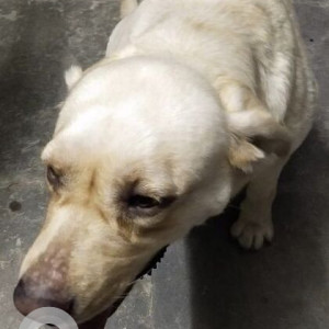 Found: White Female Labrador Dog from Dammaiguda in Hyderabad