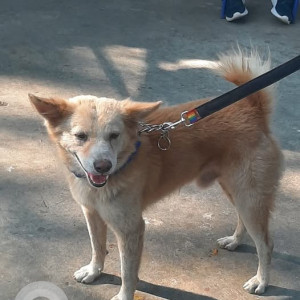 Missing: White-Brown Mix Male Indie Dog from Jay coach Signal, Goregaon, East Mumbai