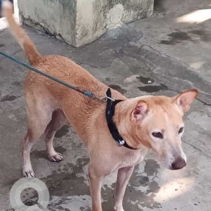 Missing: Brown Male Indie Dog from Tambaram Mapped