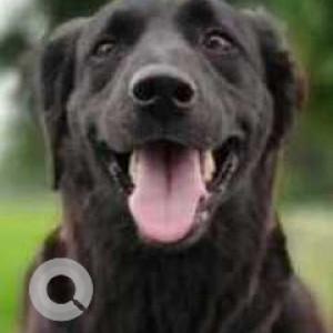 Missing: Black Female Labrador Dog from Ranjitnagar, Tasavli, Divododara
