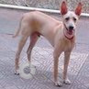 Found: White Male Indie Dog from Shyam Gokul Garden building, Thakur Complex, Kandiwali East