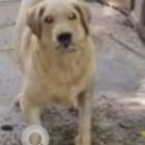 Missing: White Male Labrador Dog from 2nd C Cross, 4th Main OMBR Layout