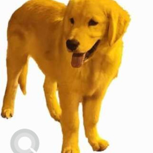 Missing: Golden Male Labrador Dog from Banashankari