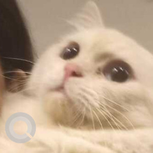 White Male Persian Cat Cat is Missing from Chinhat, Lucknow