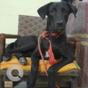 Black Male Labrador-Doberman(mix) Dog is Missing from Bareilly Chwoki Choraha ,Cantt ,Rampur Garden Area