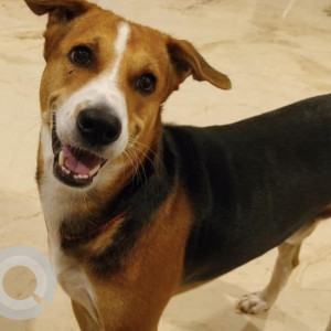 Missing: Black and Brown Male Indie Dog from Nallakunta Area