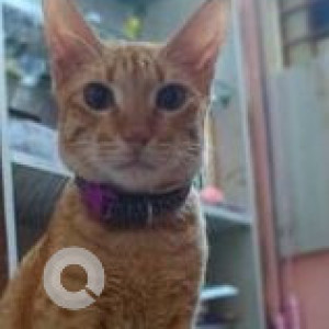 Missing: Orange Male Indie Cat from Adam Street, Mylapore, Chennai