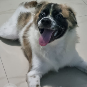 Missing: White-Brown Mix Male Shih Tzu and Pomeranian Mix Dog from Sarpanch Ka Bada, Mandawali, near Janta Cycle