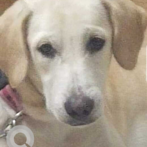 Missing: White Male Labrador Dog from Channasandra