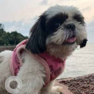 Missing: Black and White Female Shih Tzu Dog from Shivaji Park Fire brigade