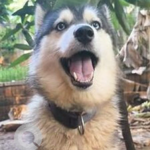 Missing: White and Grey Female Husky Dog from Rajarajeshwari Nagar Ideal Homes, Bengaluru
