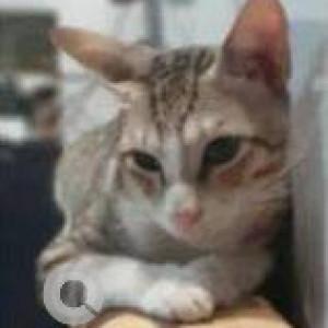 Missing: White and Grey Male Indie Cat from Gorai Bridge, Borivali west