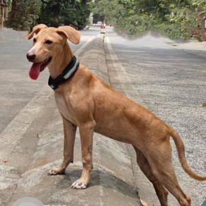 Missing: Brown Female Indie Dog from Powai Vihar