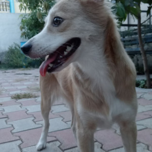 Missing: White-Brown Mix Female Koolie Dog from Dungaiyur east, Krishnamoorthy Nagar, Kodungaiyur, Chennai