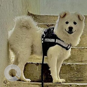 Missing: White Not Available Pomeranian Dog from Dilsukhnagar, Hyderabad