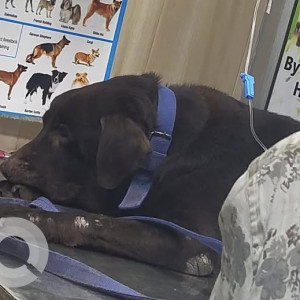 Missing: Black Male Labrador Dog from Aliganj