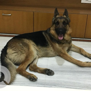 Missing: Black and Brown Male German shepherd Dog from Mayurinagar, Miyapur