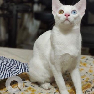 White Male Indie Cat is Missing from Surbhi Mithas, Dhanori Road