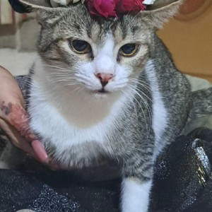 Missing: White and Grey Male Calico Cat from North Karachi