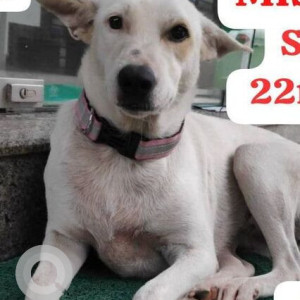 Missing: White Female Indie Dog from Orlem Malad West
