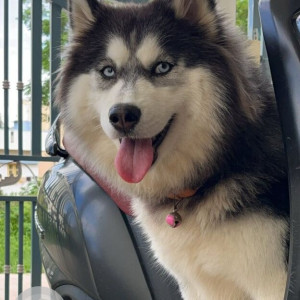 Missing: Black and White Male Husky Dog from Sanjay Chat Zone, Basaveshwaranagar