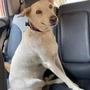 Missing: White and Grey Male DSH Cat from Chinchani Building near Pai House, Matunga East