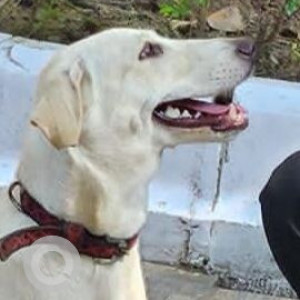 Missing: White Female Indie Dog from Bal Bhawan, ITO