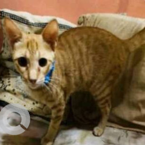 Missing: Orange Female Indie Cat from Koliwada Gaon, Kasarvadavali, Thane