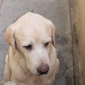 Found: Golden Male Labrador Dog from Hyderabad