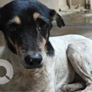 Missing: Black and White Female Indie Dog from Minal Tower, Old Nagardas Road