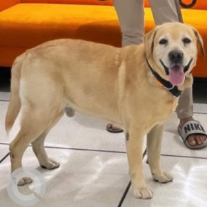 Missing: Golden Male Labrador Dog from Huskur Gate Buddi Nagara near Electronic city