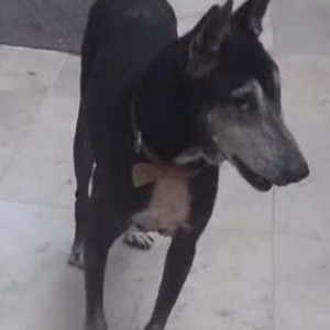 Missing: Black and White Male Indie Dog from Malad east, Kumar,Shantaram, Talab Rizvi Oak