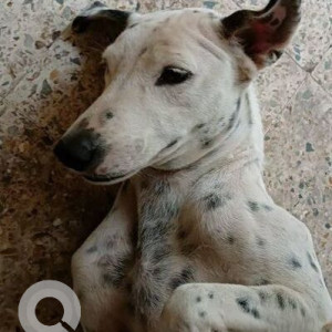White Female Dalmatian Dog is Missing from Sukh Angan Society, Nallasopara West, ST Depot Road