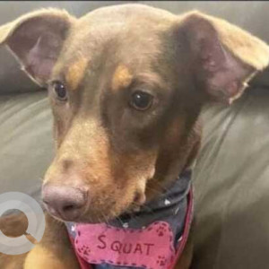 Missing: Brown Not Available Indie Dog from KFC junction, Indiranagar