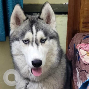 Missing: White and Grey Male Husky Dog from KPHB Colony, 6th Phase, opposite Pick and Buy