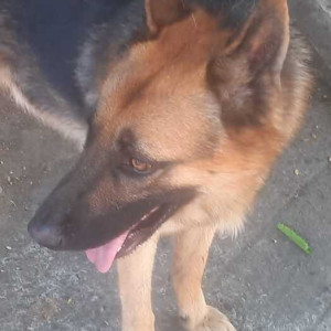 Found: Black and Brown Not Available German shepherd Dog from KFC in 11th Avenue, Ashok Nagar