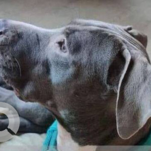 Missing: Grey Female Pitbull  Terrier Dog from Panvel Industrial Area opposite Bus depot