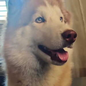 Missing: White-Brown Mix Male Husky Dog from Thirumalashettyhalli cross, Chikkathirupathi road , Whitefield