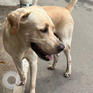 Found: White Male Labrador Dog from Chennai, Royeppath