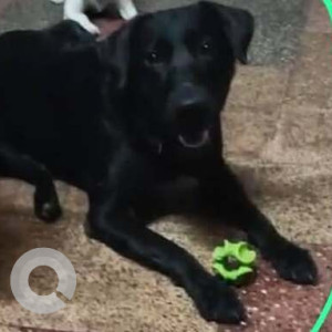 Missing: Black Female Indie Dog from Andheri opposite Hanuman Hotel