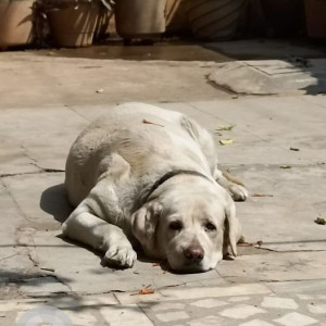 Missing: White Female Labrador Dog from CE Colony near Ayyappa temple