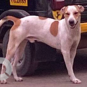Found: White-Brown Mix Male Indie Dog from Sunil Nagar, Dombivali East