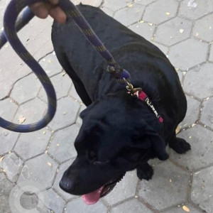 Found: Black Male Labrador Dog from Kaman Banjarahills