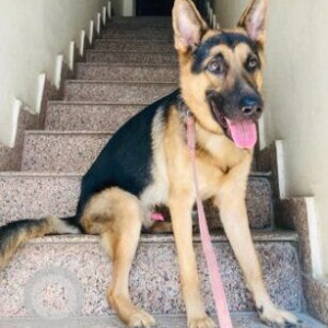 Black and Brown Male German shepherd Dog is Missing from Vaid ji farms ,H.no -955, opposite of Kamal market,near khanna hondaSurajpur , greaternoida