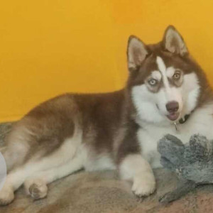Missing: White-Brown Mix Female Husky Dog from PWD Road, Mahadevapura, Bengaluru