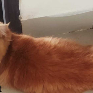 Missing: Brown Not Available Indie Cat from SWARA - Apartments, 1st Cross St, Moovendhar Nagar, Balaji Nagar Extension, Numbal, Kattupakkam