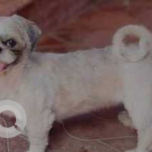 Missing: White Female Shih Tzu Dog from Bucket Biryani, Kullapa Circle, Kammanahalli, Bangalore