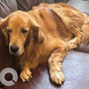 Missing: Brown Male Golden Retriever Dog from Akkarai, Panaiyur, Chennai